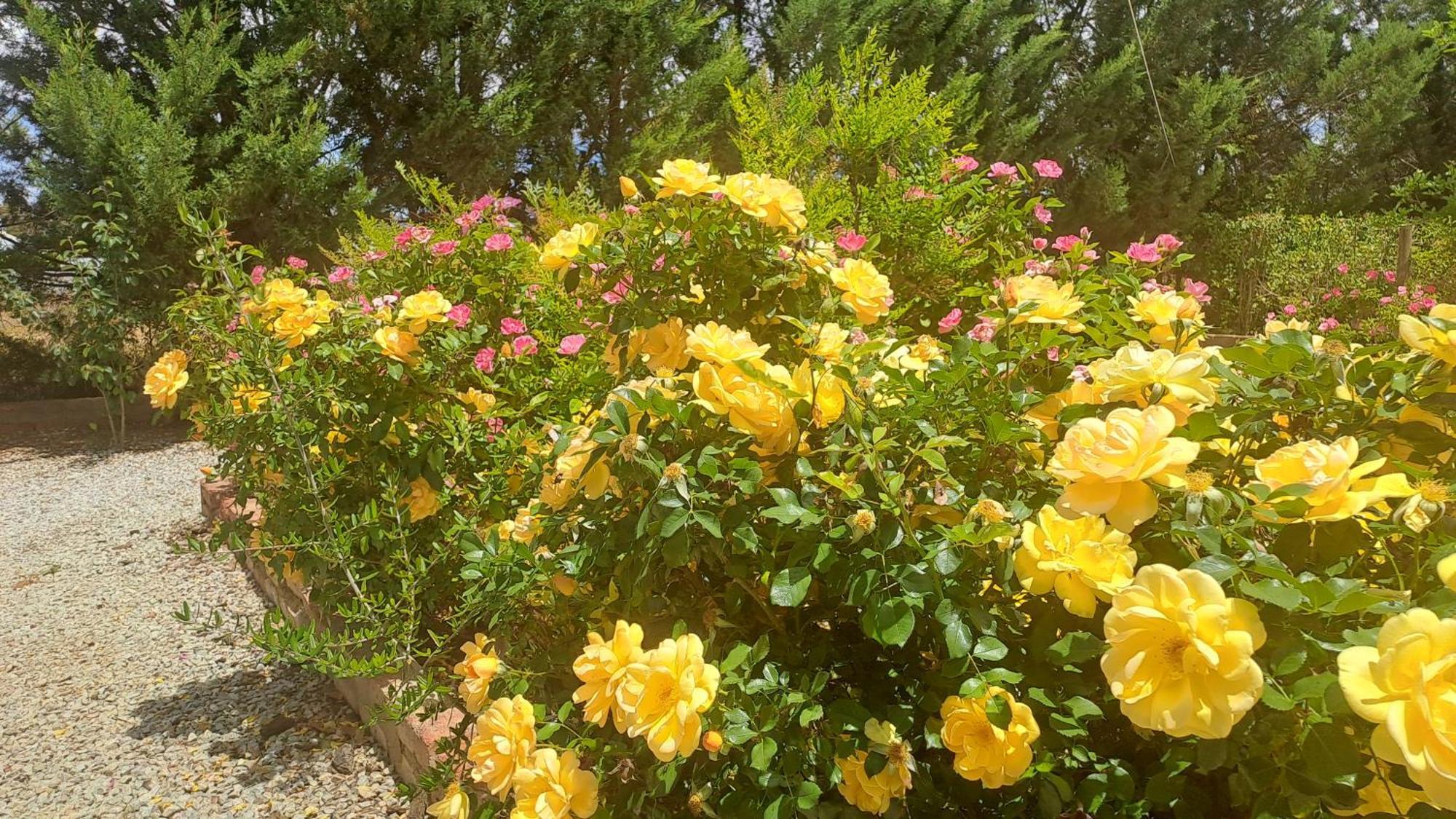 Calvinia African Dawn B&B מראה חיצוני תמונה